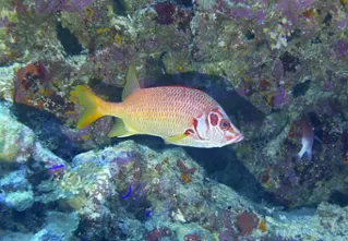 longjawed_squirrelfish_sargocentron_spiniferum_divedict_diving_tauchen_bio_lexicon_lexikon2