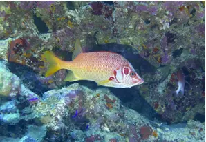 Großdorn-Husarenfisch