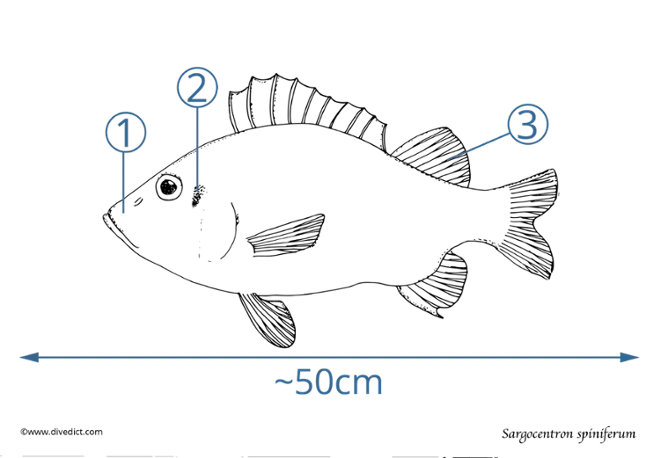 sargocentron spiniferum_divedict_rotes-meer_red_sea_diving_underwaterworld_bio-lexicon_ unterwasser