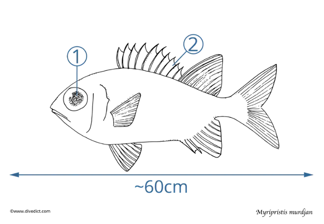 Myripristis murdjan_Unterwasser_underwater_divedict_diving_tauchen_rotes_meer_red_sea