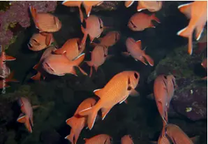 Weißsaum-Soldatenfisch