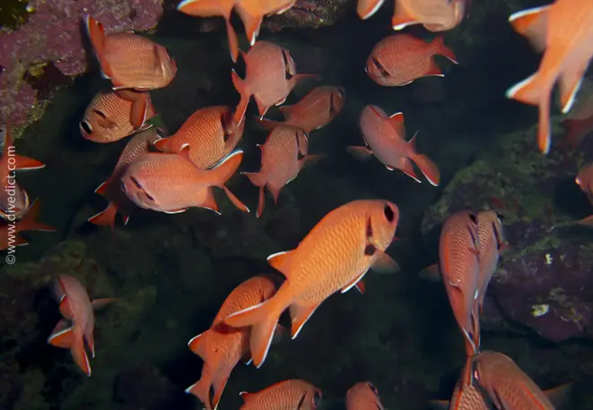 Weissraum-soldatenfisch-myripristis-murdjan_red_sea_rotes_meer_bio-lexicon_lexikon_tauchen_diving 