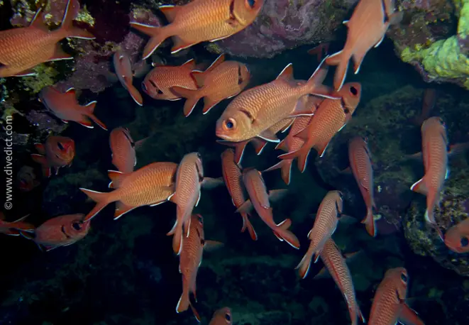 Weissraum-soldatenfisch-myripristis-murdjan_red_sea_rotes_meer_bio-lexicon_lexikon_tauchen_diving1