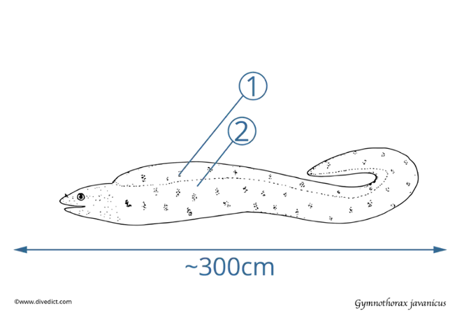 Gymnothorax javanicus_divedict_tauchen_red_sea_bio_lex_underwaterworld