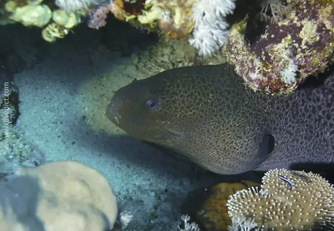 Riesnenmuraene_gymnothorax_javanicus_divedict_rotes_meer_red_sea_bio-lexicon_lexicon 