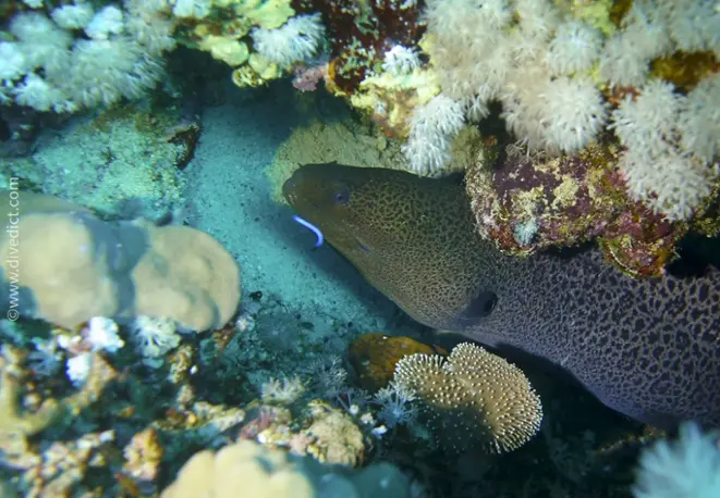 Riesnenmuraene_gymnothorax_javanicus_divedict_rotes_meer_red_sea_bio-lexicon_lexicon2