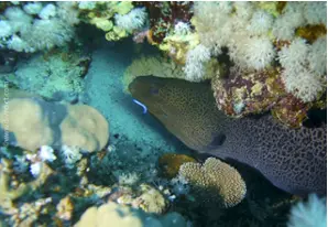 Giant moray 