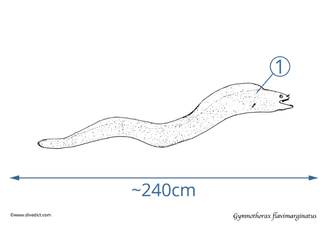 gymnothorax flavimarginatus_divedict_diving_red_sea_ocean_meer