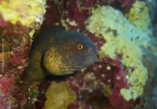 Russkopfmuraene_Gymnothorax_flavimarginatus_divedict_bio_lexcion_lexikon_tauchen_diving_red_sea_rotes_meer1