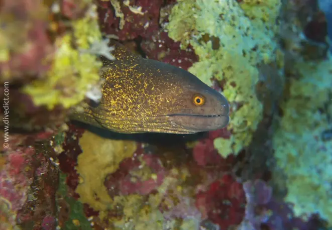 Russkopfmuraene_Gymnothorax_flavimarginatus_divedict_bio_lexcion_lexikon_tauchen_diving_red_sea_rotes_meer2