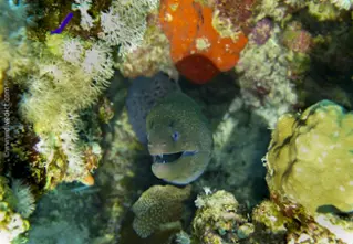 Russkopfmuraene_Gymnothorax_flavimarginatus_divedict_bio_lexcion_lexikon_tauchen_diving_red_sea_rotes_meer