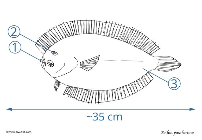 bothus pantherinus_divedict_tauchen_diving_underwaterworld_scuba_lexikon