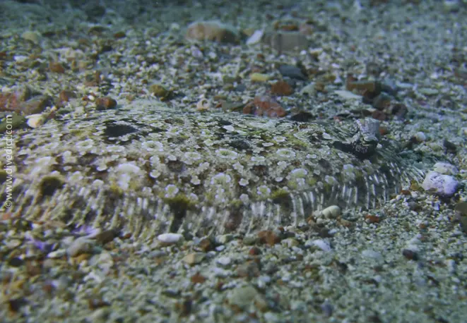 pantherbutt_bothus_pantherinus_divedict_red_sea_rotes_sea_sea_dive_diving_bio_lexicon_lexicon2