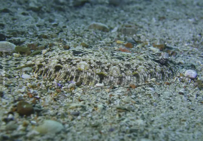 pantherbutt_bothus_pantherinus_divedict_red_sea_rotes_sea_sea_dive_diving_bio_lexicon_lexicon