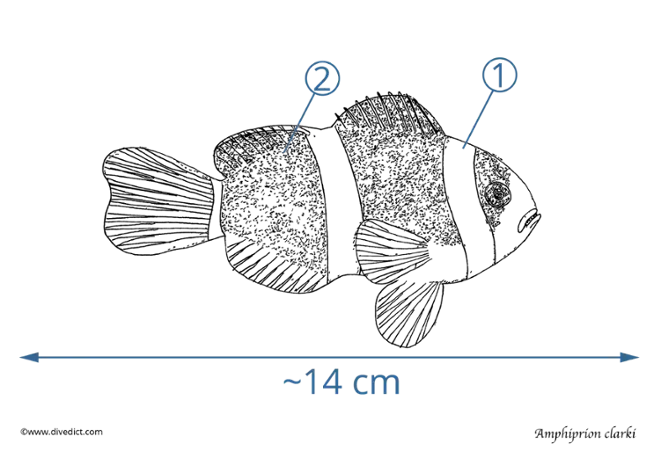 amphiprion clarki_divedict_diving-Tauchen.unterwasser