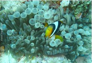 Clark's anemone fish