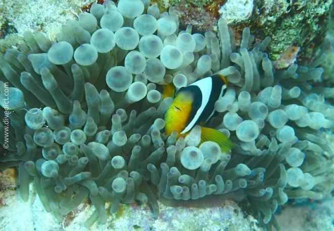 clarks_anemonefish_amphiprion_clarkii_red_sea-red_sea-red-sea_diving_bio-lexicon_lexicon1 