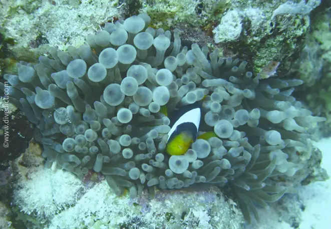 clarks_anemonefish_amphiprion_clarkii_red_sea-red_sea-red-sea_diving_bio-lexicon_lexicon