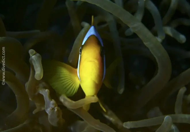 red sea_anemonefish_amphiprion_bicinctus_divedict_red_sea_red_red_red_sea_diving_bio_lexicon_lexicon1