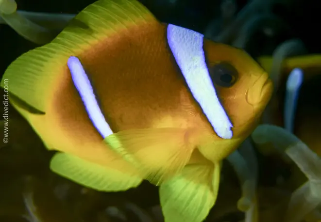 red sea_anemonefish_amphiprion_bicinctus_divedict_red_sea_red_red_rotes_sea_diving_bio_lexicon_lexicon