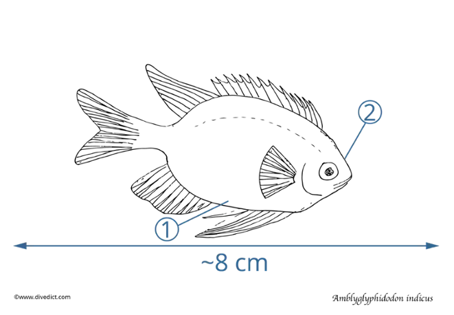 amblyglyphidodon indicus