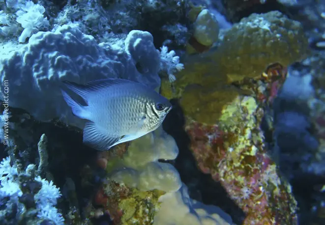 white-bellied demoiselle_amblyglyphidodon_indicus_divedict_diving_diving_bio-lexicon lexicon1