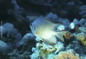 Pale damselfish