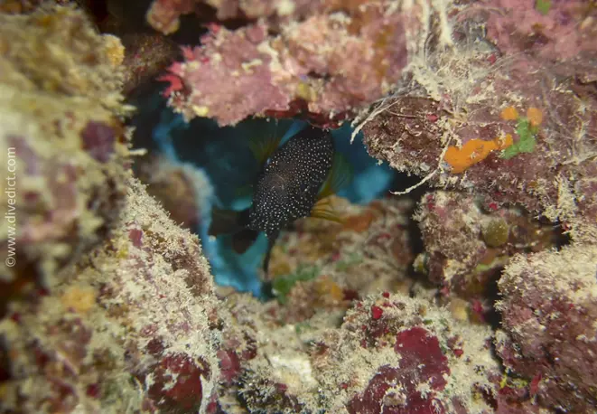 eyespot_mirakelper_calloplesiops_altivelis_divedict_red_sea_diving_bio_lexicon_lexicon_lexicon1