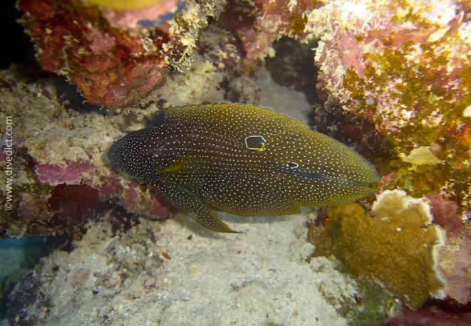 eyespot_mirakelper_calloplesiops_altivelis_divedict_red_sea_diving_bio_lexicon_lexicon_lexicon2