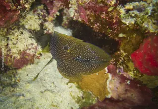 eyespot_mirakelper_calloplesiops_altivelis_divedict_rotes_sea_diving_bio_lexicon_lexicon_lexicon3