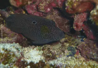 eyespot_mirakelper_calloplesiops_altivelis_divedict_rotes_sea_dive_diving_bio_lexicon_lexicon