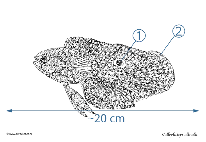 Calloplesiops altivelis