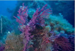 DiveDict_Foto_Bilder_Biolexikon_Mittelmeer_Nesseltiere_Leptogorgia_rube_rima_Rote_Gorgonie_Spanien_Italien_Griechenland_Frankreich_tauchen