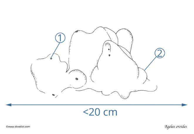 orange horned sponge Agelas oroides 1