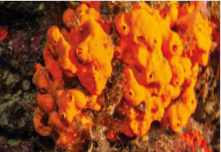 orange hornsponge_alegas-oroides_mediterranean_diving_diving_lexicon-bioogy-1