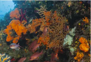 orange hornsponge_alegas-oroides_mediterranean_diving_diving_lexicon-bioogy-2