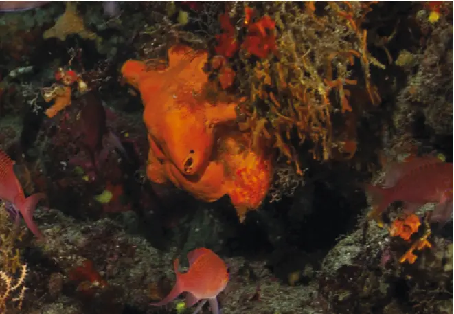orange hornsponge_alegas-oroides_mediterranean_diving_diving_lexicon-bioogy-3