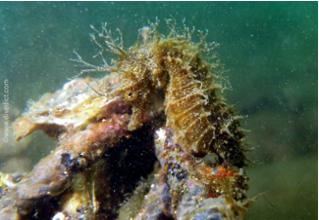 hippocampus_guttulatus_langschnautziges_seepferdchen2-2