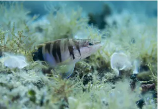 Schriftbarsch_Sceranus_Scriba_Mittelmeer_mediterranean_sea_diving_tauchen-1 DiveDict