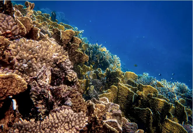 coral_reef_divedict_diving_underwaterworld_diving_reef_corals_red_sea_indian_ocean