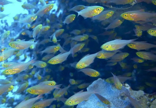 Indian-glassfish_paraproacanthus_guentheri_divedict_diving_bio_lexicon_lexicon1