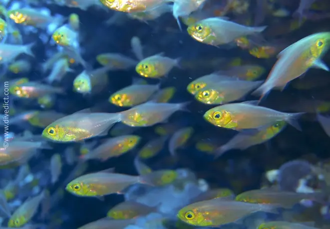 Indian-glassfish_paraproacanthus_guentheri_divedict_diving_bio_lexicon_lexicon