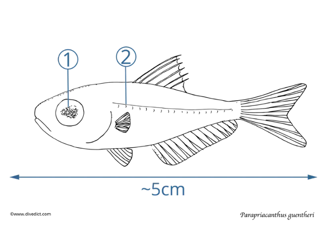 parapriacanthus guentheri_divedict_fish_fisch_red_sea_rotes_meer_underwater_diving_tauchen_meer_biologie