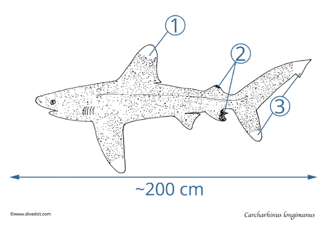 carcharhinus longimanus_weisspitzen_hochseehai_divedict
