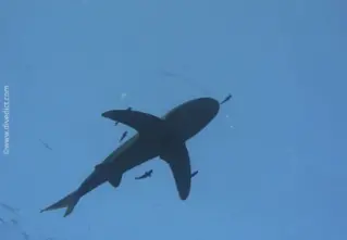 Weissspitz_Hochseehai_Carcharhinus_longimanus_divedict_diving_diving_hai_shark_bio_lexicon_lexicon2