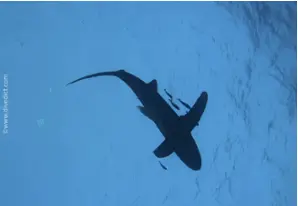 Oceanic whitetip shark 