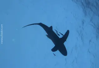 Weissspitz_Hochseehai_Carcharhinus_longimanus_divedict_diving_diving_hai_shark_bio_lexicon_lexicon3