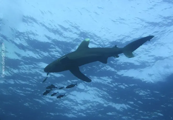 Weissspitz_Hochseehai_Carcharhinus_longimanus_divedict_diving_diving_hai_shark_bio_lexicon_lexicon