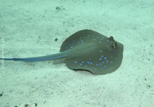 blueputt-stingray taeniura_iymma_divedict_bio_lexicon_diving-diving2 
