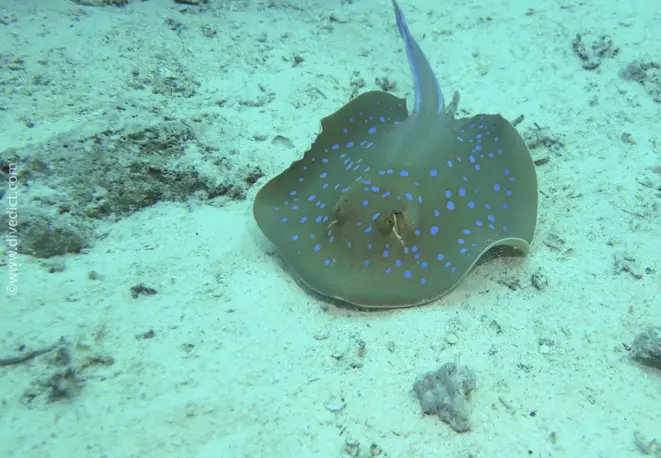 blueputt-stingray taeniura_iymma_divedict_bio_lexicon_diving-diving3